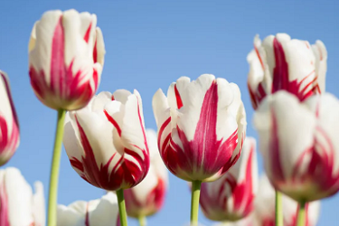 怎样做好淘宝新店运营？有哪些技巧？