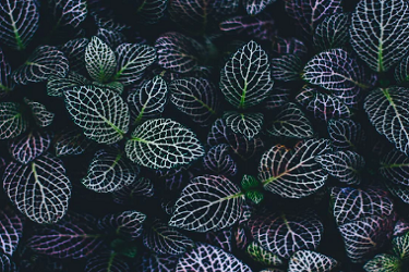 shopify独立站多少钱？有哪些费用？