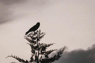 淘宝逛逛一天能发布多少？上限是多少？