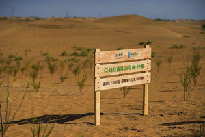 蚂蚁森林阿拉善的树具体种在哪里？蚂蚁森林现状如何？