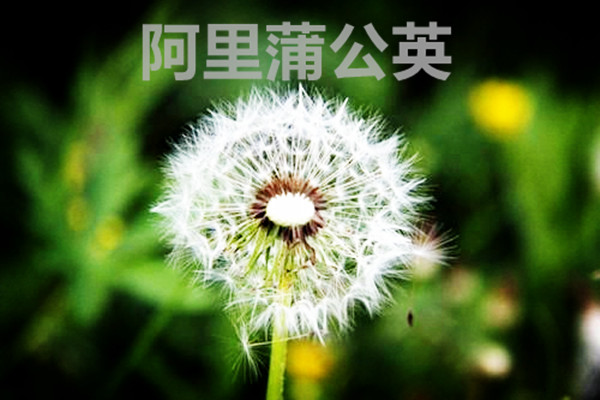 阿里蒲公英是什么软件？怎么用？