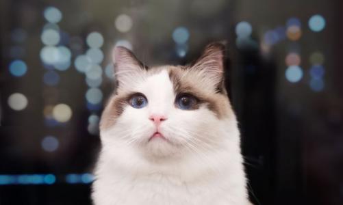 天猫种草猫怎么收费？种草猫笔记怎么写？