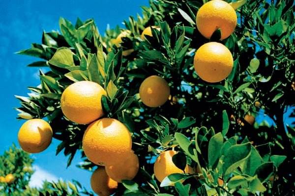 淘宝开店卖农产品需要什么条件？怎么运营？